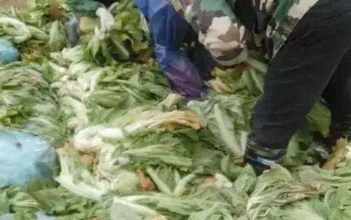 央视爆料老坛酸菜过程视频,老坛酸菜制作过程大揭秘  第2张